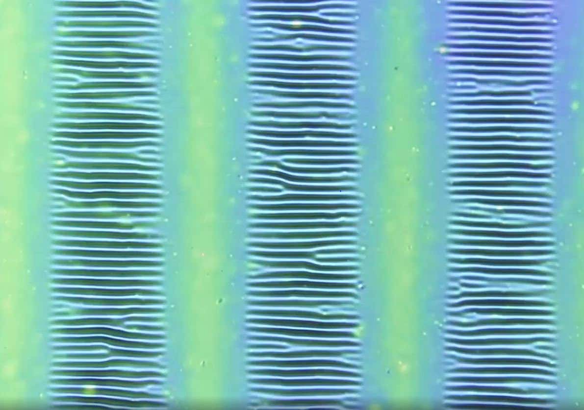 Octopus-inspired camouflage fabric can change colour to blend in