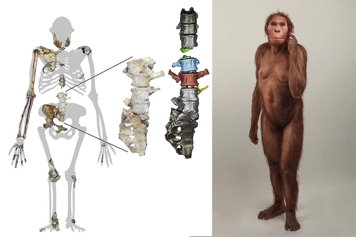 Australopithecus sediba silhouette showing the newly-found vertebrae along with other skeletal remains from the species. The enlarged detail (a photograph of the fossils in articulation on the left; micro-computed tomography models on the right) shows the newly discovered fossils, in colour on the right between previously known elements in grey. Right: Life reconstruction of Australopithecus sediba com-missioned by the University of Michigan Museum of Natural History. [? Sculpture: Elisabeth Daynes / Photograph: S. Entres?sangle]