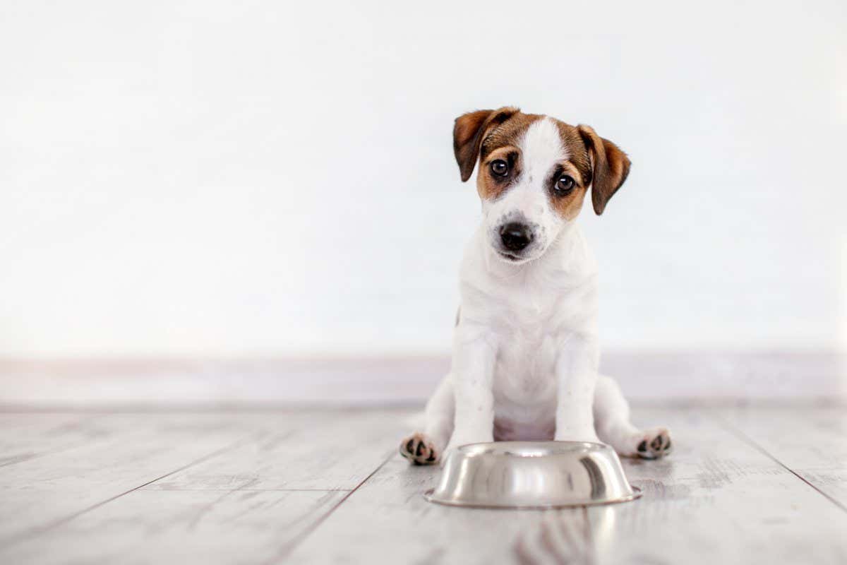A Jack Russell Terrier puppy sits behind an empty food bowl