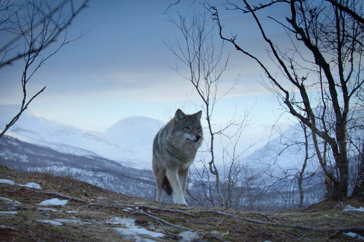 Animal review: Netflix's immersive journey into nature is a must-see