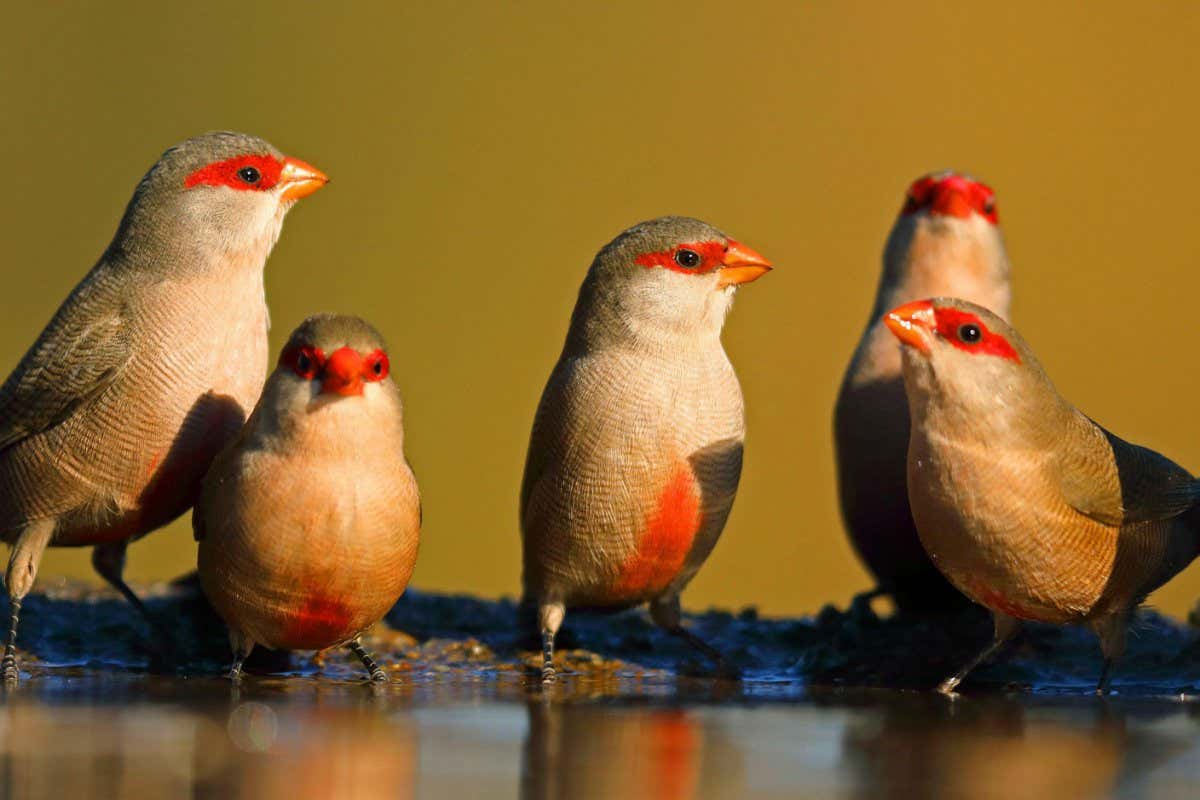 2B1CN98 common waxbill (Estrilda astrild), troop perching together with a blue waxbill at the waterside, South Africa, KwaZulu-Natal, Zimanga Game Reserve