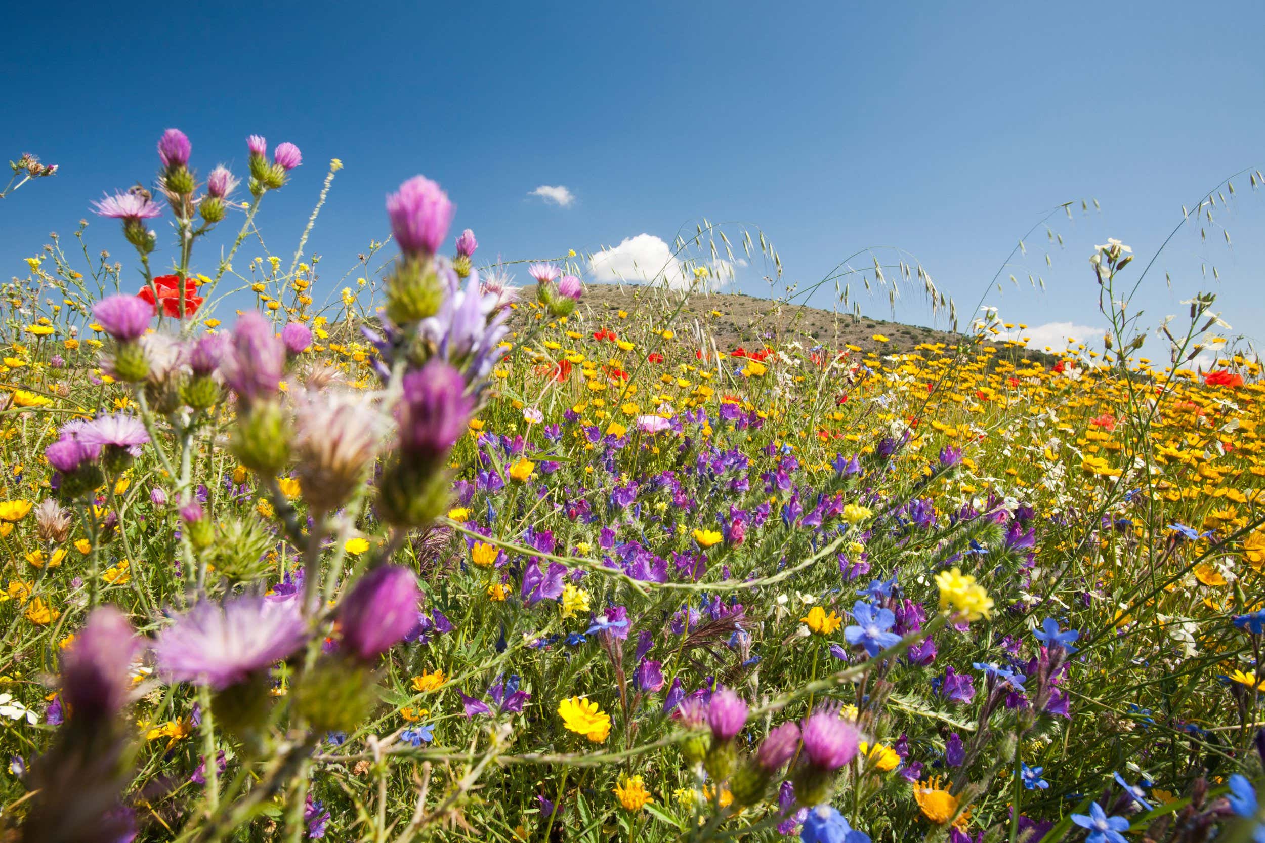 Wild flowers growing on a field verge in Andalucia, Spain.