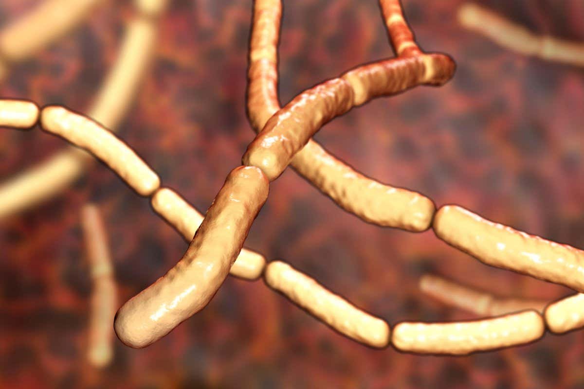 Computer illustration of Bacillus subtilis bacteria. B. subtilis, or the Hay bacillus, is an aerobic, rod-shaped, Gram-positive bacteria.