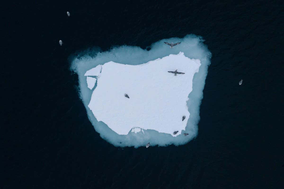 Fram Strait, Northern Fulmars At An Ice Floe Of The Arctic Ice Edge.