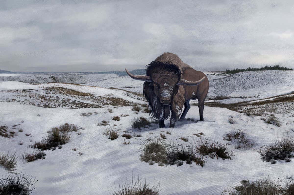 An old Bison latifrons falls behind in a winter landscape during the North American Pleistocene epoch.