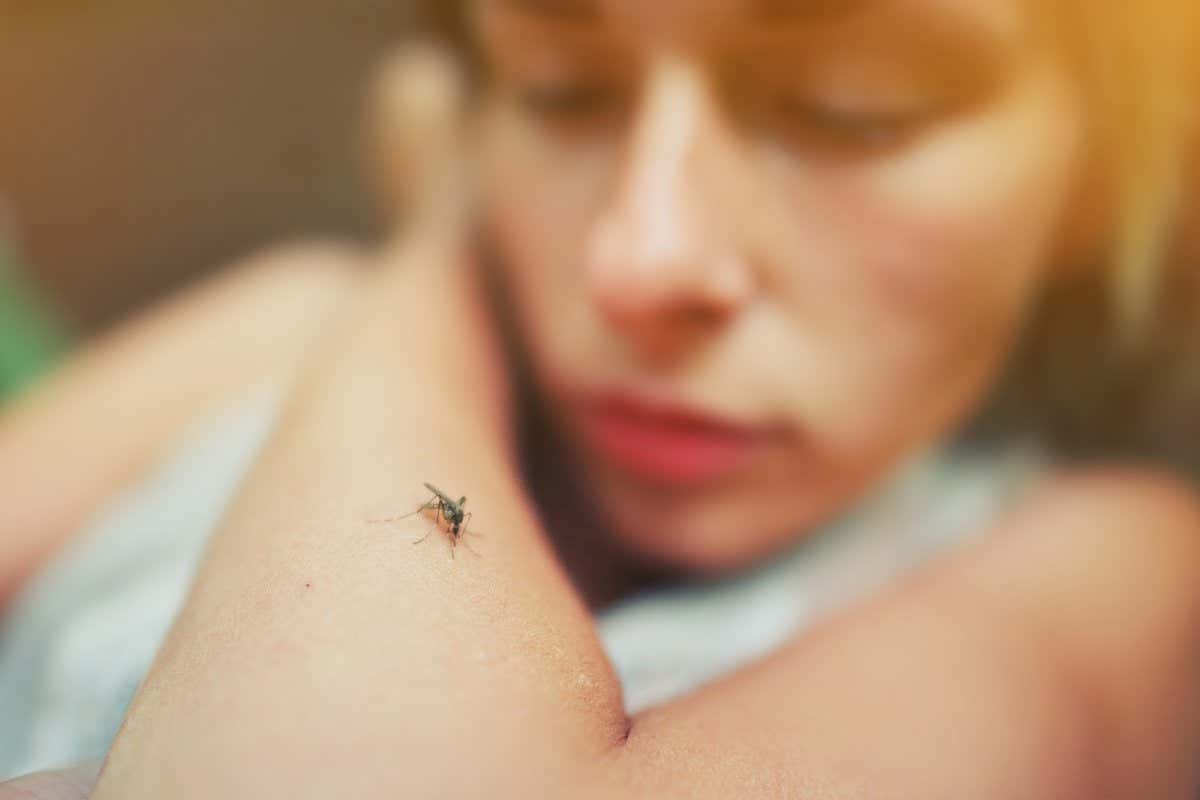 Mosquito sits on human