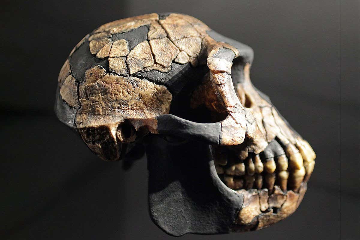 An Ardipethecus ramidus skull found in Awash, Ethiopia