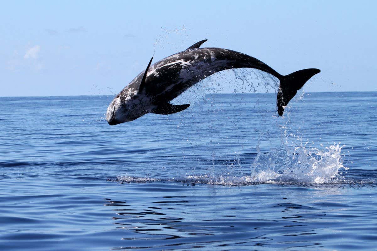 Risso's dolphin