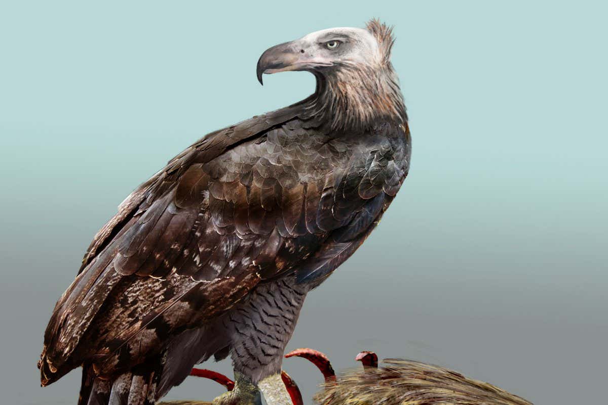 Crop - Reconstruction of the Haast?s eagle (Artist: Katrina Kenny)