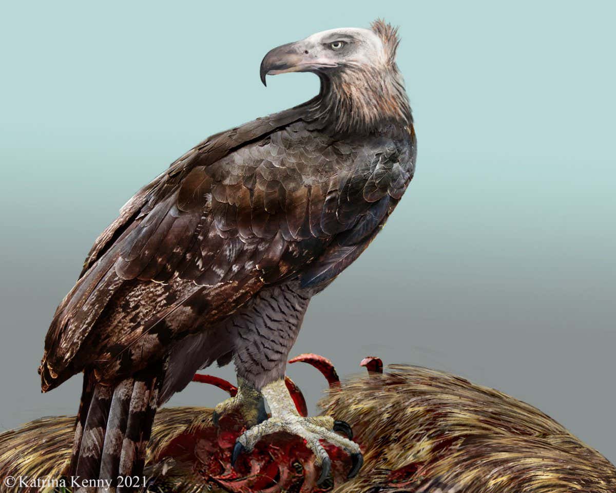 Full size in article - Reconstruction of the Haast?s eagle (Artist: Katrina Kenny)