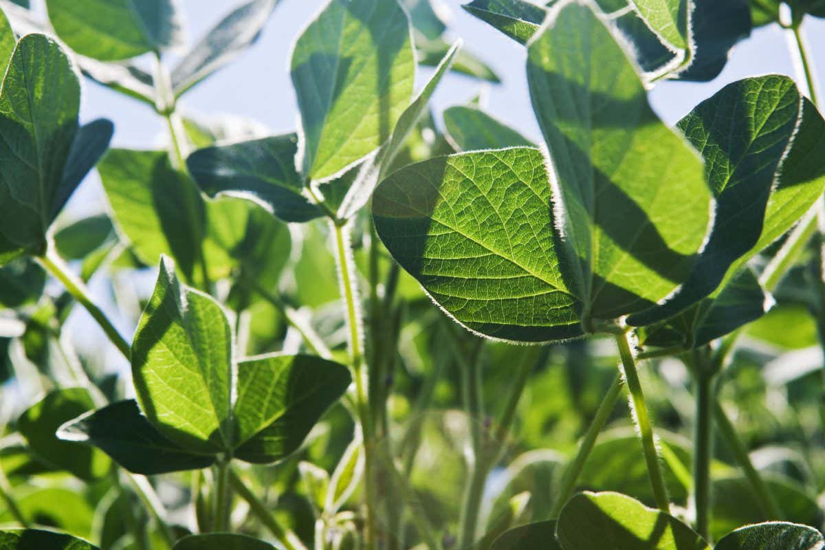 CX6R9A Green soy plant leaves in the cultivate field, against the sun