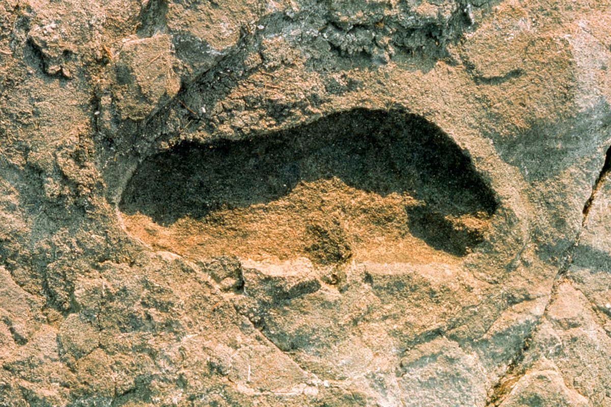 Detail of a single adult footprint from the trail of fossilised hominin footprints