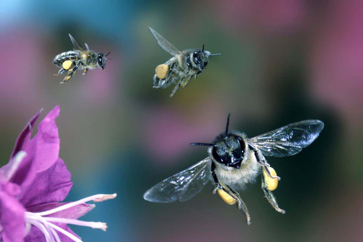Honey bee workers