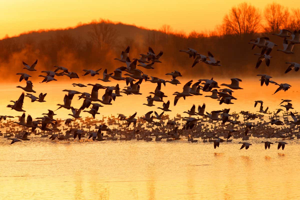 Thousands of migrating Snow Geese ( Chen caerulescens ) fly from a misty lake at sunrise in Lancaster County, Pennsylvania, USA.; Shutterstock ID 546140620; purchase_order: -; job: -; client: -; other: -