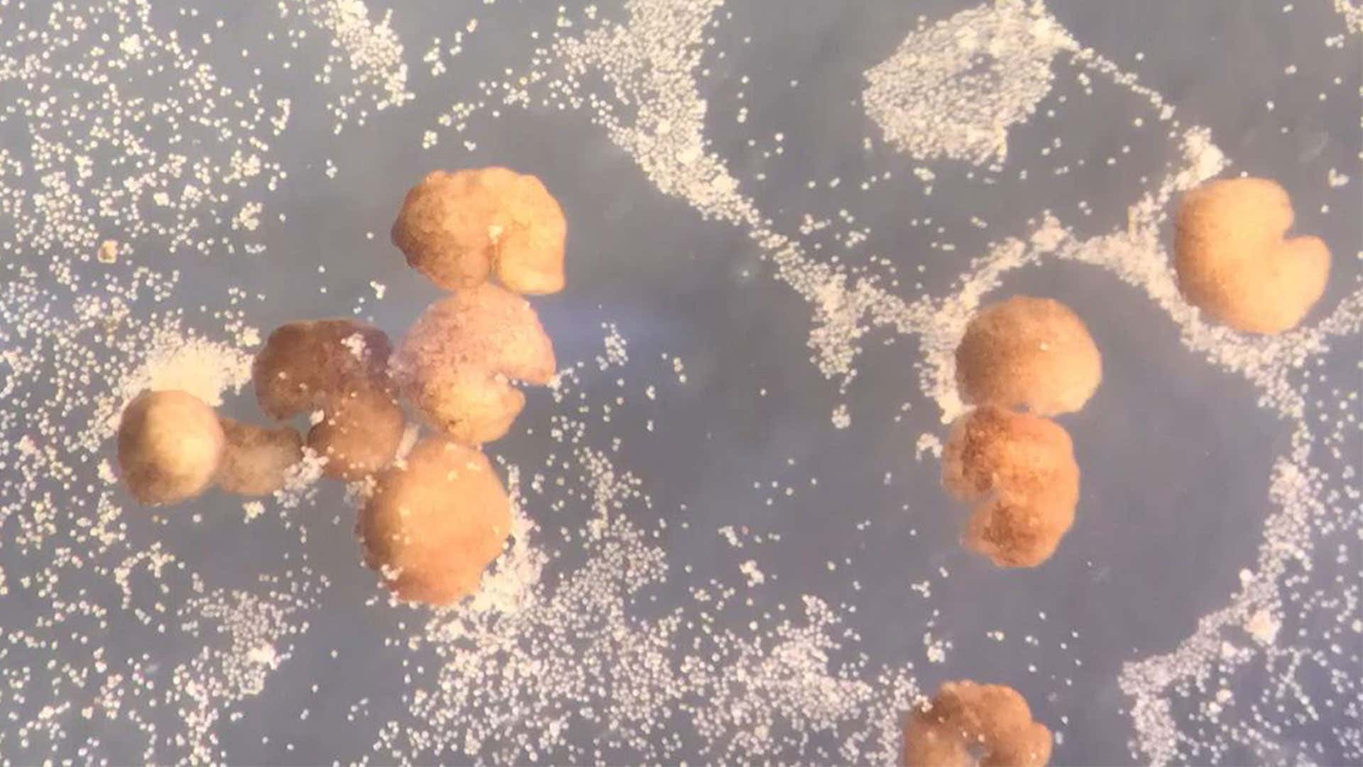 Watch biobots replicate themselves in a dish