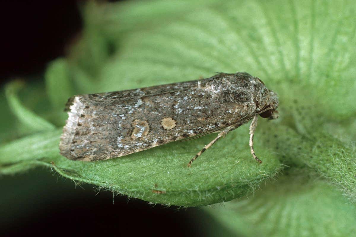Beet armyworm / Small mottled willow (Spodoptera exigua) moth on Cotton (Gossypium sp) flower bud.