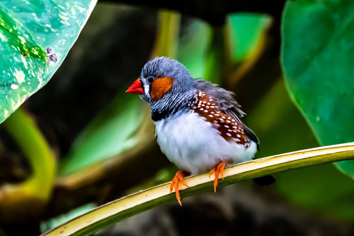 Beautiful little Zebra finch in the wild.