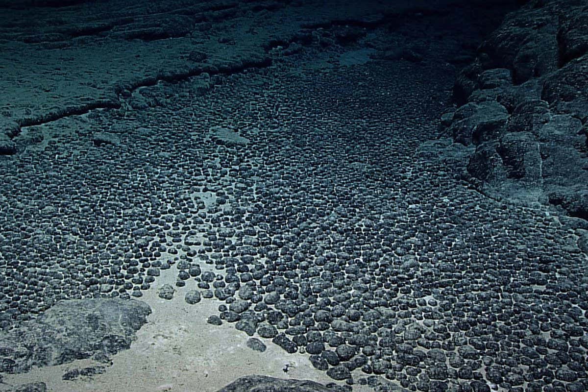 A field of manganese nodules in deep-sea waters near Hawaii.