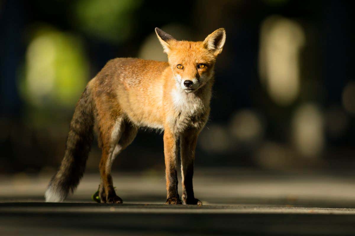 Red fox in an urban street during the early morning sun light
