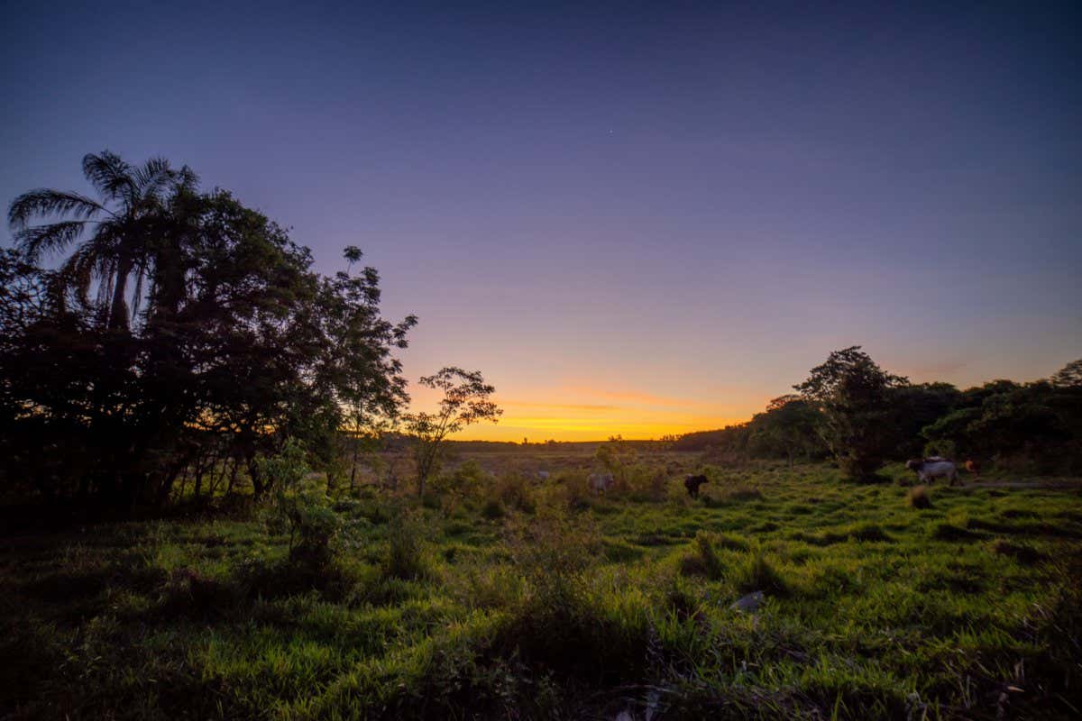 Pasture and young secondary forest in Anhembi, Brazil