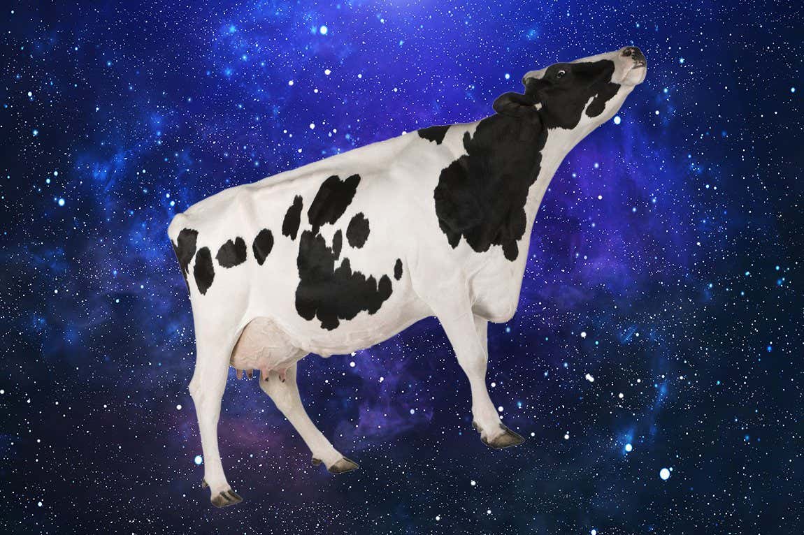 Cow in space