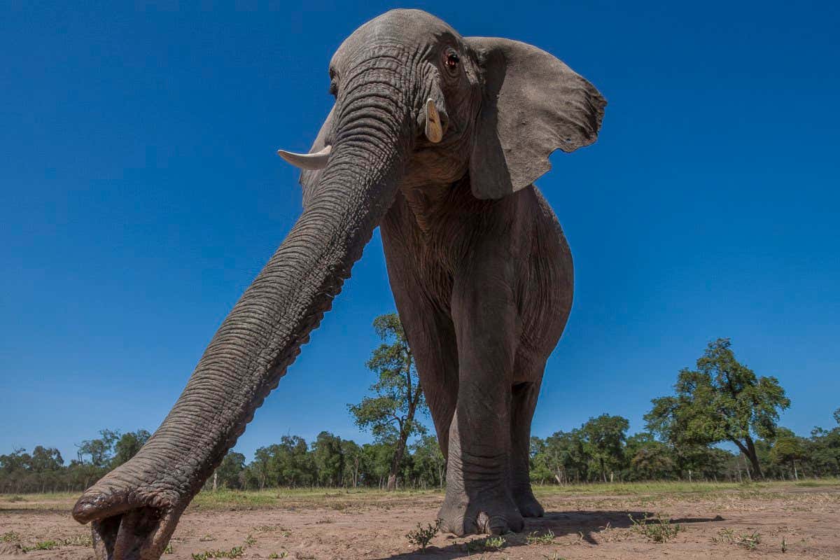 African Elephants walking to the marsh in Masai Mara