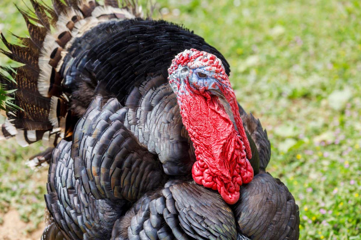 Domestic turkey