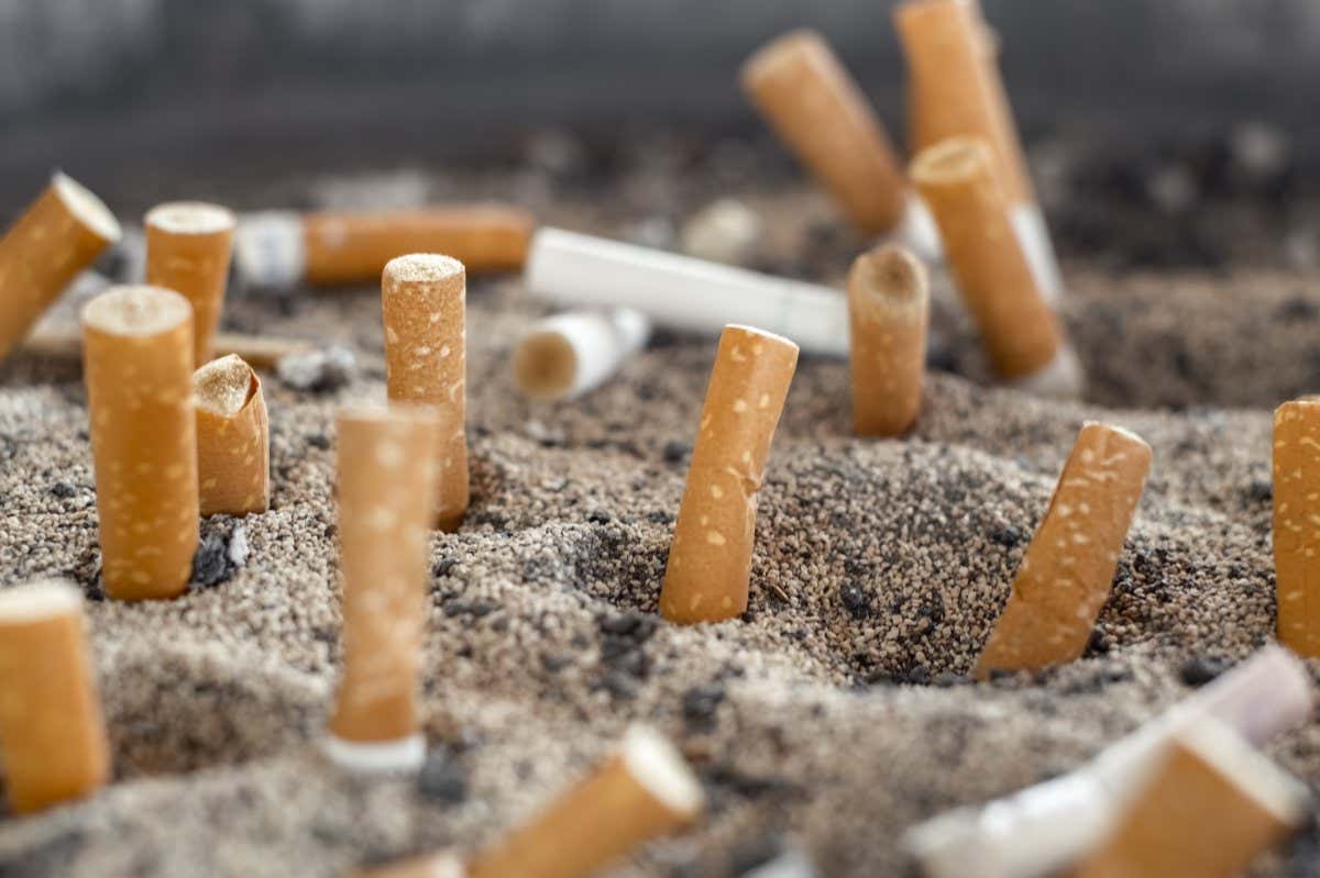 cigarette butts