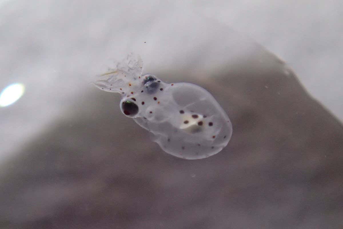 An almost-transparent, newly-hatched gloomy octopus