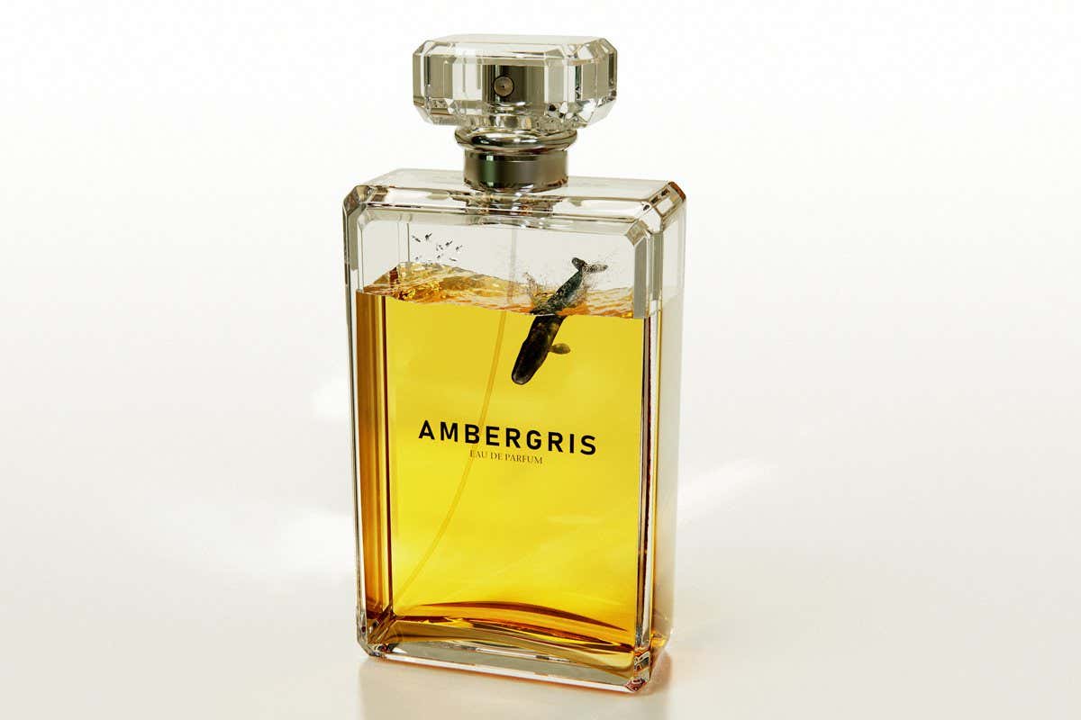 Ambergris: What fragrant whale excretions tell us about ancient oceans