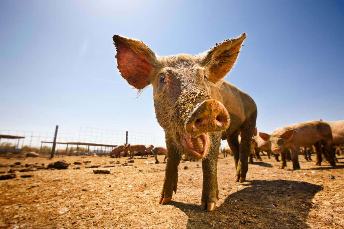 Low angle view of a pig in a pen.