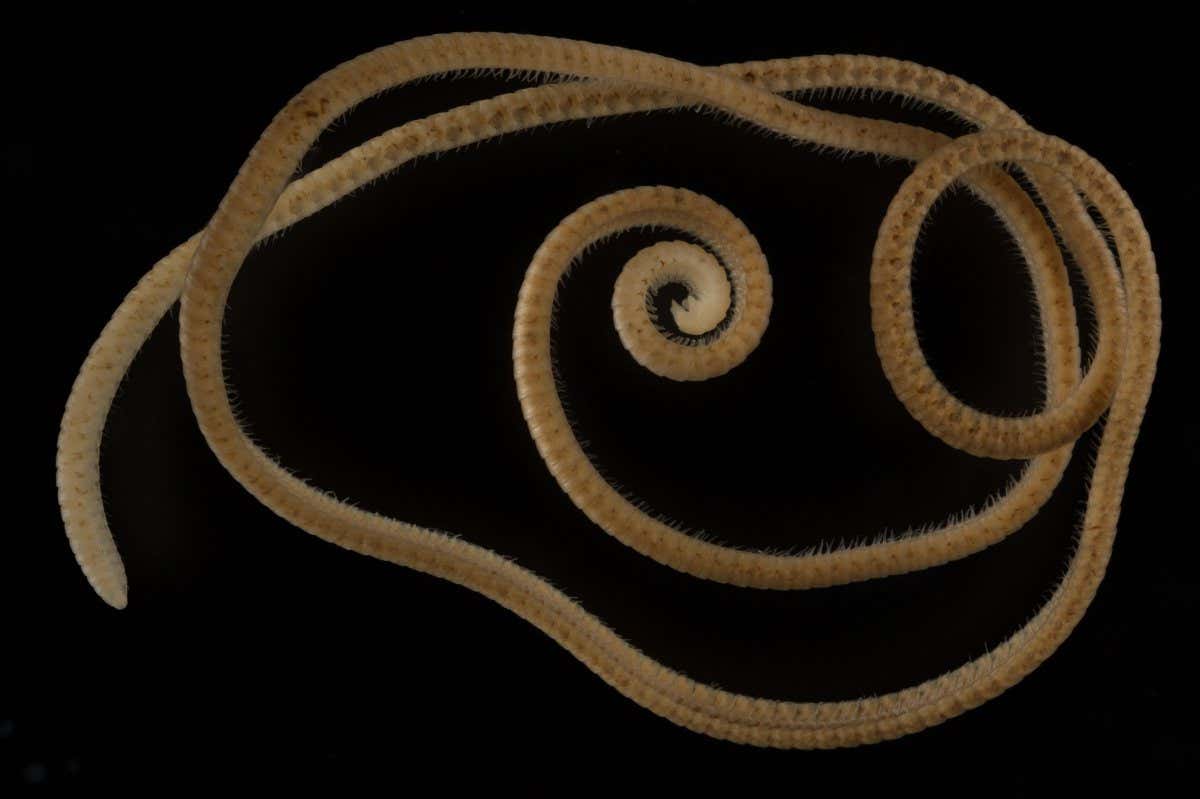 A ten-centimetre-long, yellow-brown female Eumillipes persephone millipede with 1306 legs
