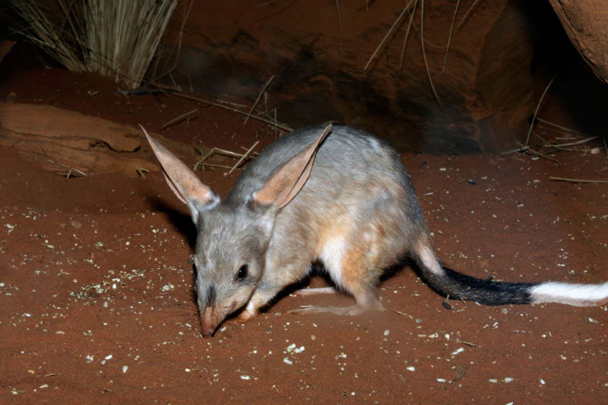BAHTKK Greater bilby, Macrotis lagotis scavenging at night. Image shot 03/2009. Exact date unknown.