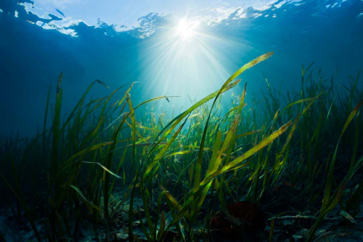 Seagrass Meadows, (Photo by Reinhard Dirscherl/ullstein bild )