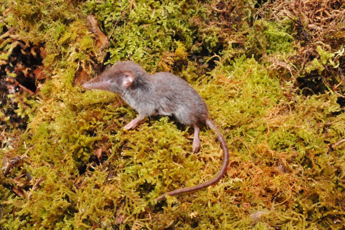 Crocidura caudipilosa
