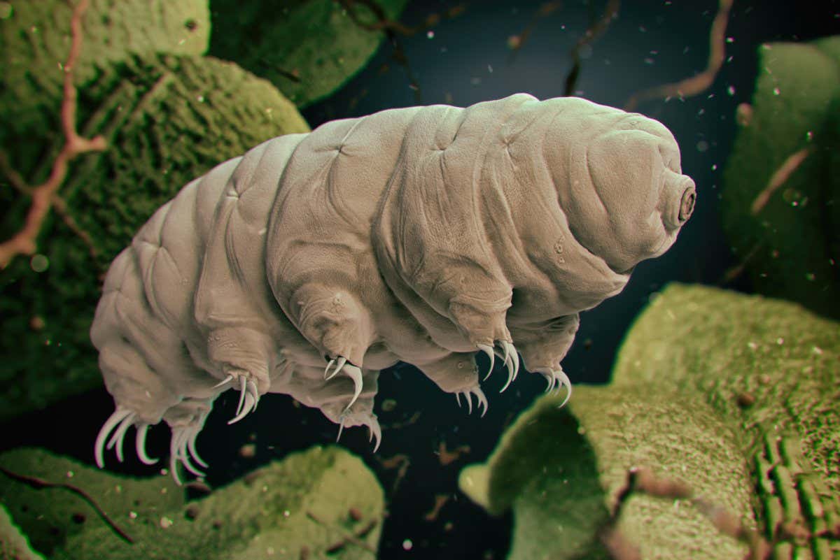 Tardigrade