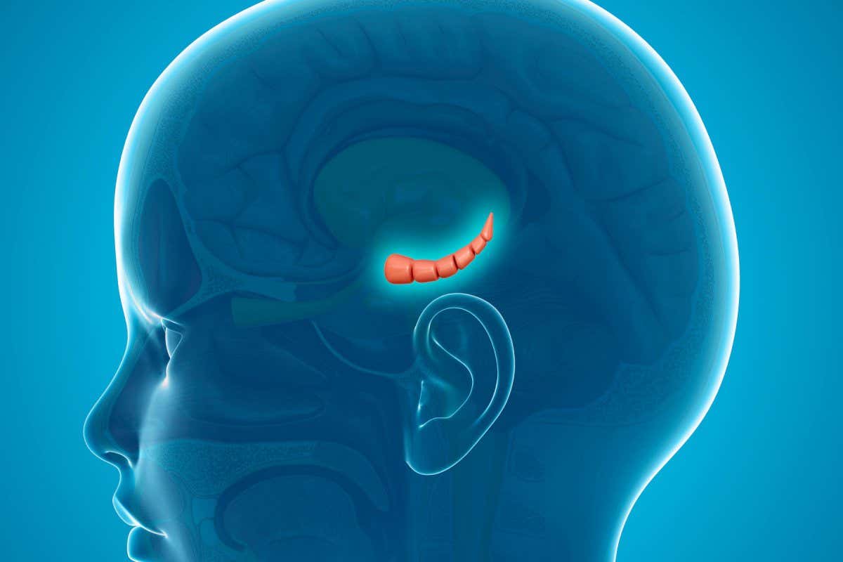 Illustration of the hippocampus in a child's brain.