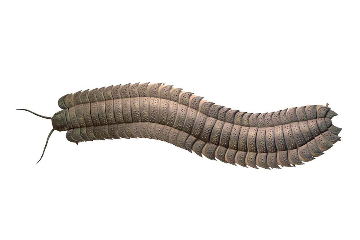 Reconstruction of the giant millipede Arthropleura, which lived in the Carboniferous period, 326 million years ago