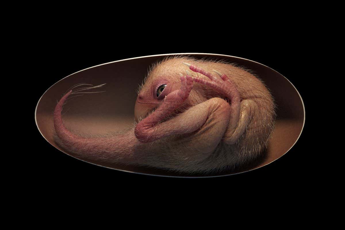 A reconstruction of an oviraptorosaur dinosaur embryo that is close to hatching