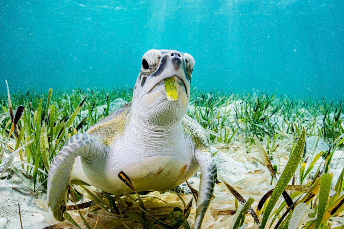Green turtle (Chelonia mydas) feeding on on Turtlegrass (Thalassia testudinum) seagrass bed. The Bahamas.