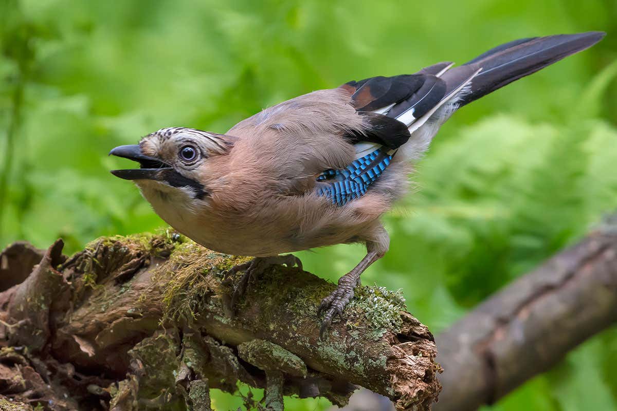 Eurasian Jay in the wild