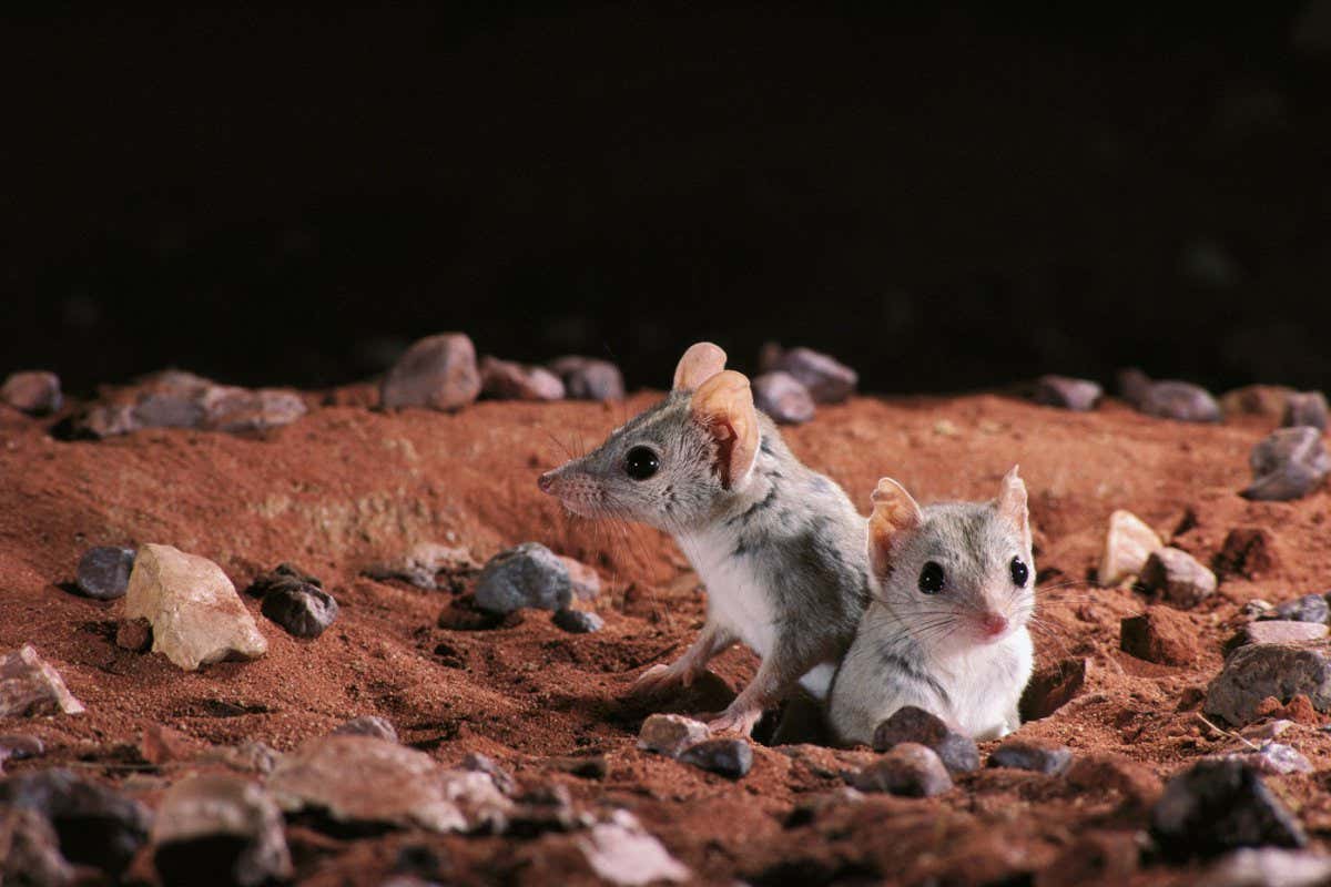 H7W470 Kowari (Dasyuroides byrnei) pair emerging from burrow in Gibber Desert, central Australia