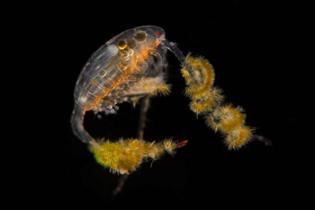 Planktonium photo series about the unseen world of living microscopic plankton Copepod carrying diatoms Photo Jan van IJken