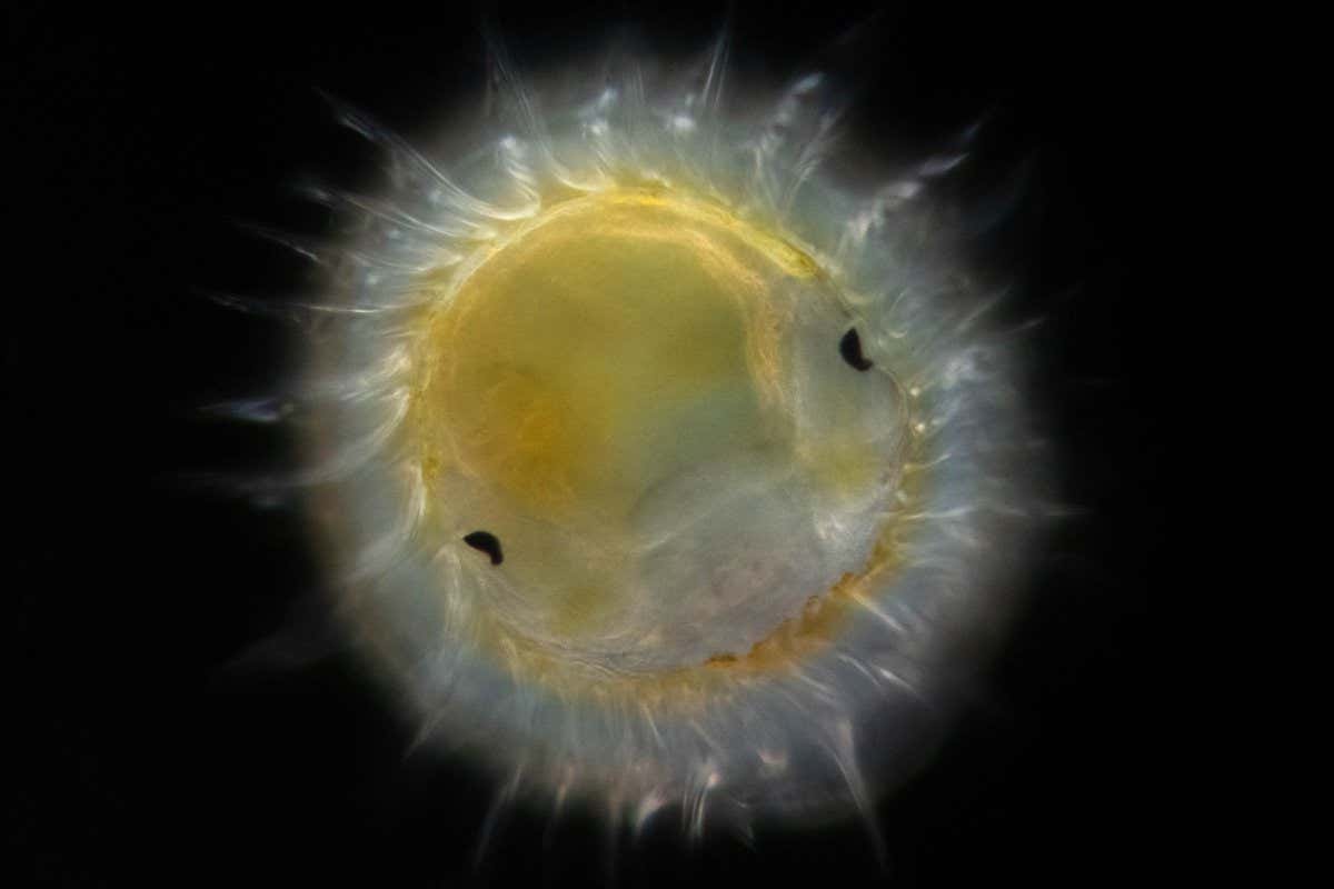 Planktonium photo series about the unseen world of living microscopic plankton Planktonic trochophore stage of the larva of a polychaete worm Photo Jan van IJken