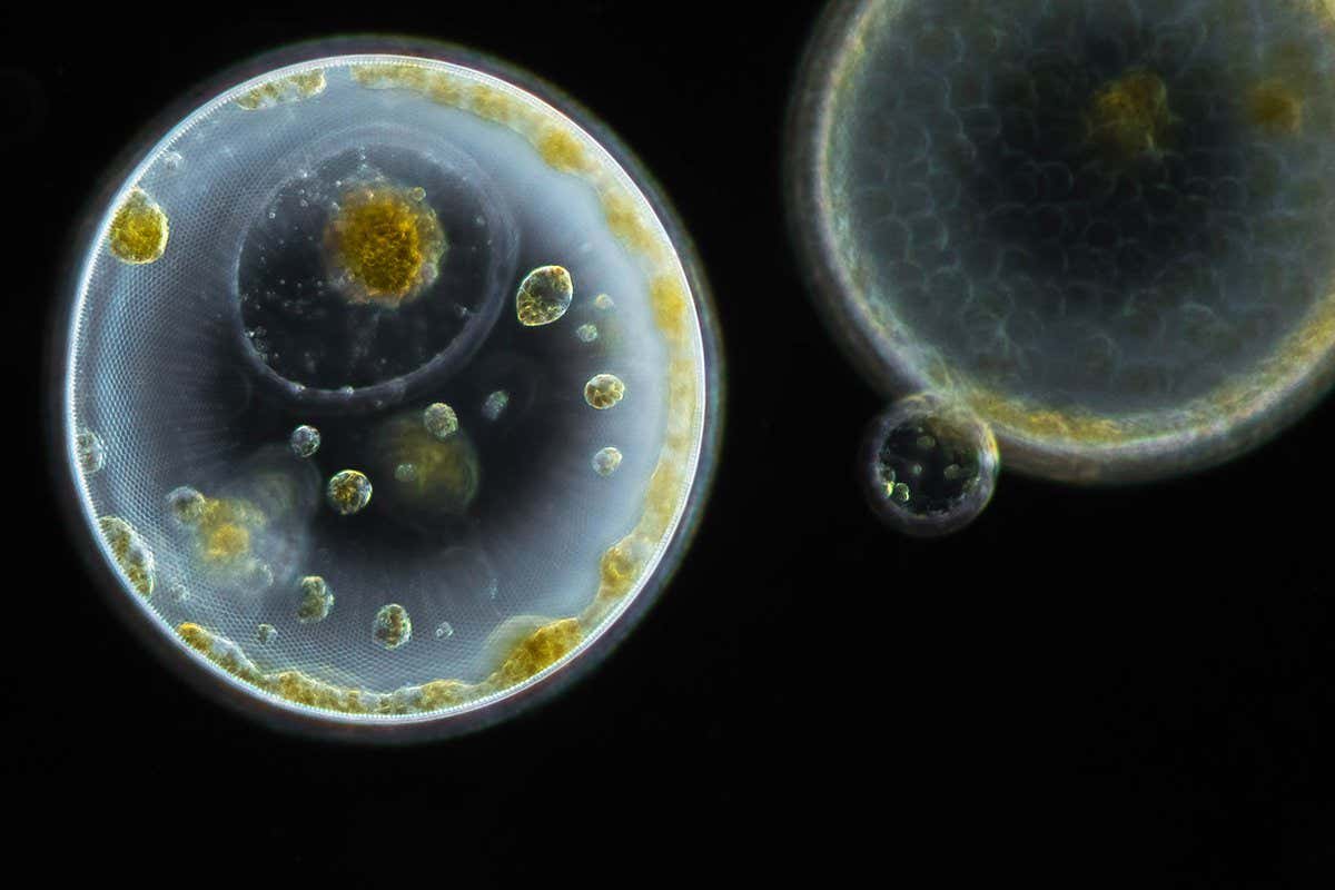 Planktonium photo series about the unseen world of living microscopic plankton Diatoms Coscinodiscus Photo Jan van IJken