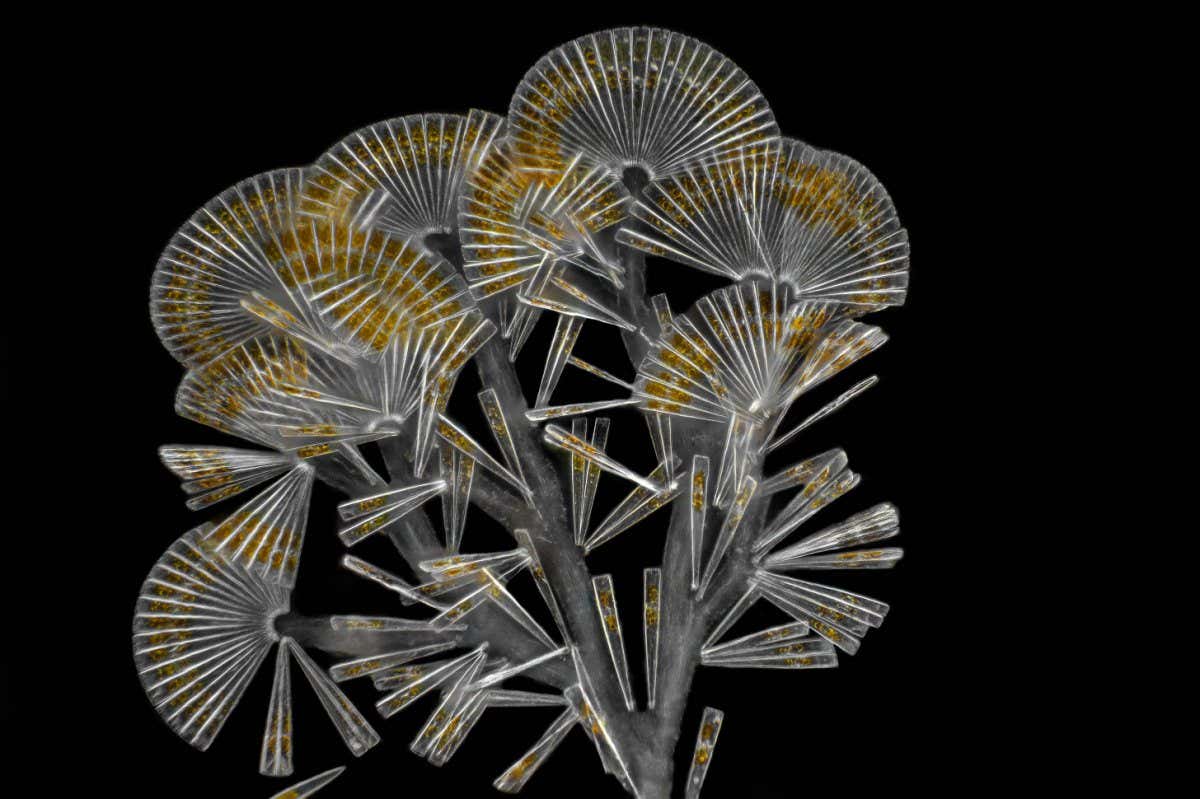 Planktonium photo series about the unseen world of living microscopic plankton Colonial diatoms: Licmophora flabellata Photo Jan van IJken