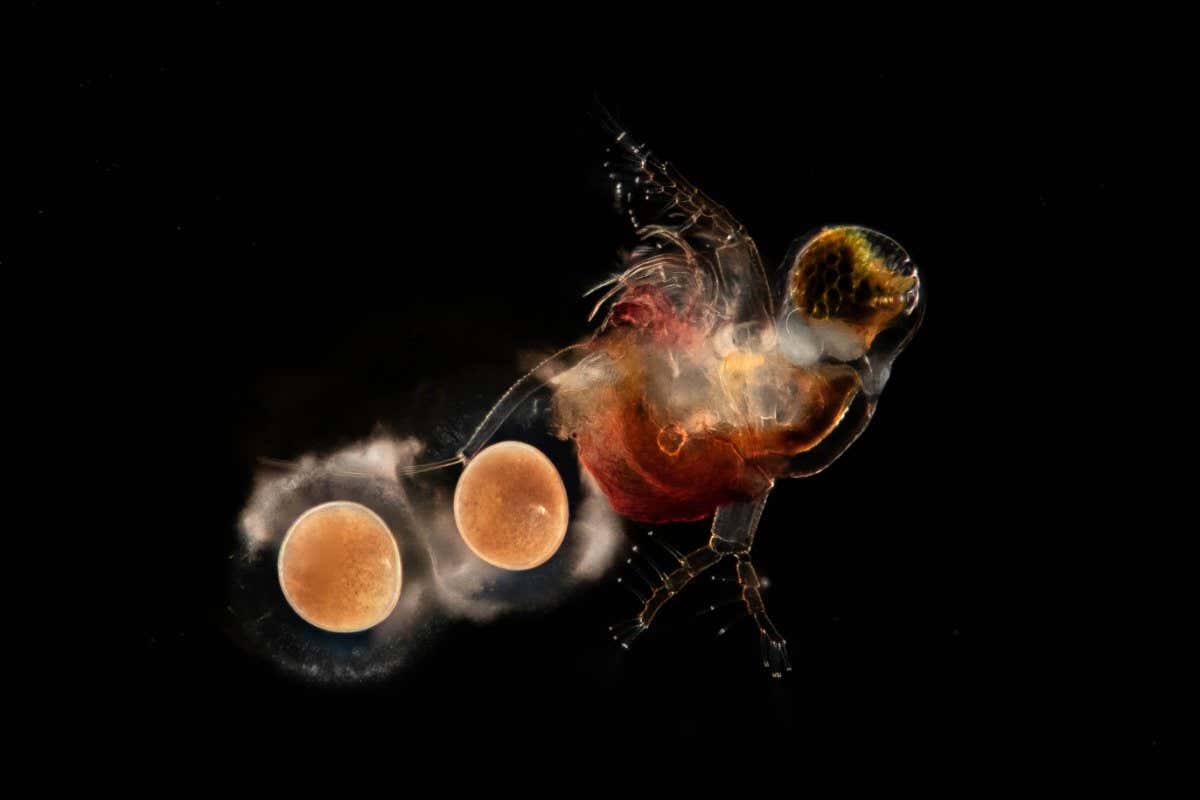 Planktonium photo series about the unseen world of living microscopic plankton Water flea Polyphemus pediculus carrying eggs Photo Jan van IJken