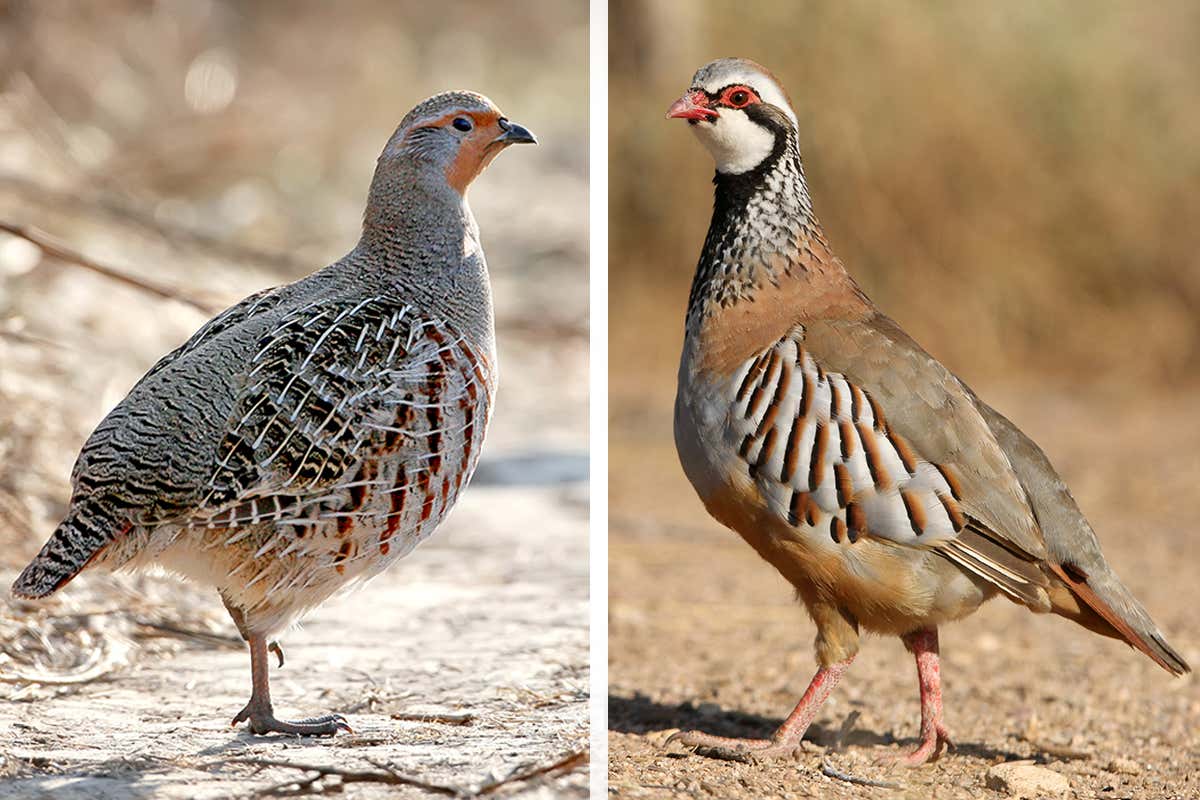 Wild Wild Life newsletter: The natural history of partridges and pears