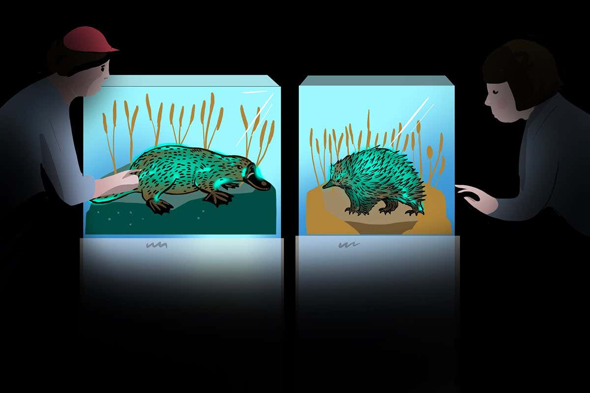 Do all Australian critters glow green under UV light, or is it borax?