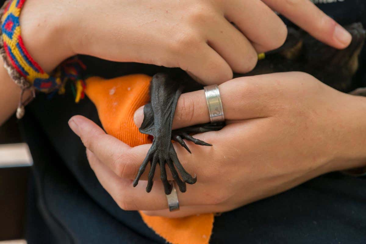 Spectacled flying fox (Pteropus conspicillatus) baby or bub is cared for by Claudia Barton, volunteer wildlife carer at Tolga Bat Hospital, North Queensland, Australia October 2012